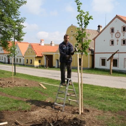 Parkové úpravy na návsi obce Holašovice (UNESCO)