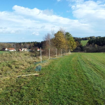 Výsadba ovocných stromů u obce Pojbuky