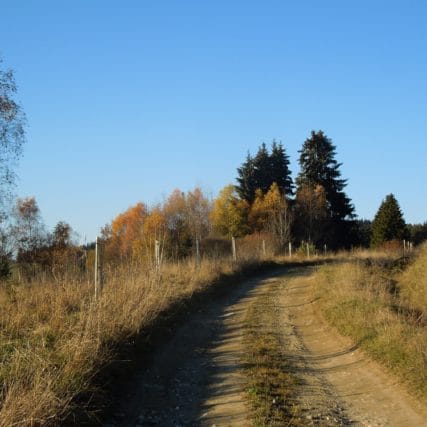 Alej Černá v Pošumaví